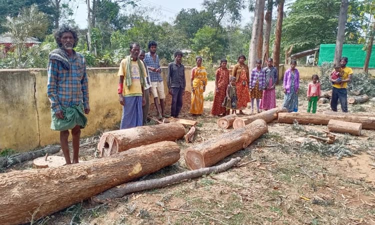 ಶಿಕ್ಷಕರು, ಎಸ್‌ಡಿಎಂಸಿಗೂ ತಿಳಿಸದೇ ಶಾಲೆಯಲ್ಲಿ 10 ಬೃಹತ್‌ ಮರಗಳ ಹನನ