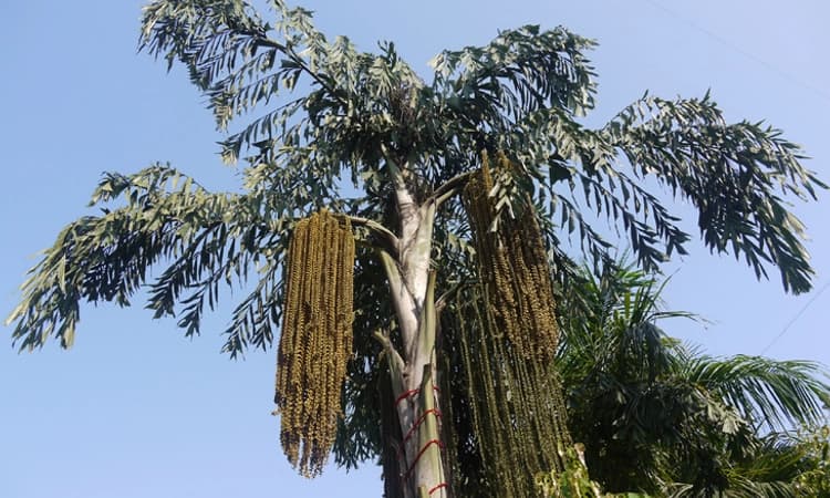 ಈಂದ್‌ ಹುಡಿ ಉದರ ಸಮಸ್ಯೆಗಳಿಗೆ ಪರಿಹಾರ