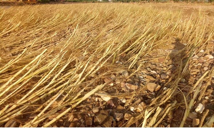 ಬೆಳೆ ಹಾನಿ ಪರಿಹಾರಕ್ಕೆ ಕಾದಿರುವ 528 ರೈತರು