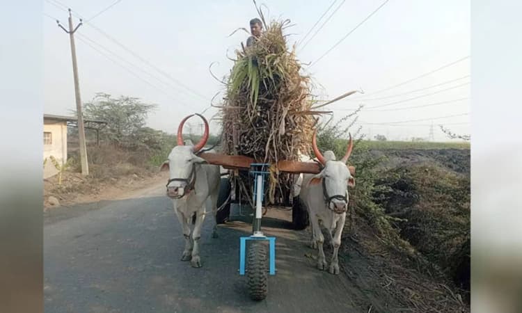 ಎತ್ತಿನ ಕತ್ತಿನ ಭಾರಕ್ಕೆ ನೊಗವಾದ ‘ರೋಲಿಂಗ್ ಸಪೋರ್ಟ್’