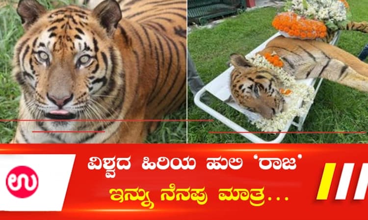 ವಿಶ್ವದ ಹಿರಿಯ ಹುಲಿ ‘ರಾಜ’ ಇನ್ನು ನೆನಪು ಮಾತ್ರ…