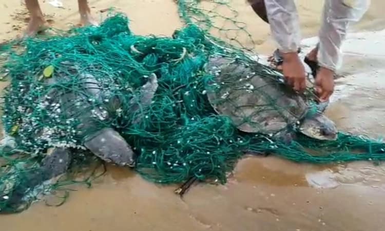 ಕಾರವಾರ : ಬಲೆಗೆ ಬೃಹತ್ ಗಾತ್ರದ ಮೀನು ಸಿಕ್ಕಿತೆಂದು ದಡಕ್ಕೆ ತಂದು ನೋಡಿದರೆ ಸಿಕ್ಕಿದು ಆಮೆ