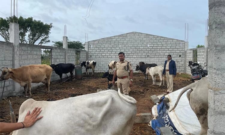 ಕುಣಿಗಲ್: ಗೋ ಮಾಂಸ ಜಾಲದ ಮೇಲೆ ಪೊಲೀಸರ ದಾಳಿ; 15 ಹಸು,13 ಎಮ್ಮೆ ರಕ್ಷಣೆ