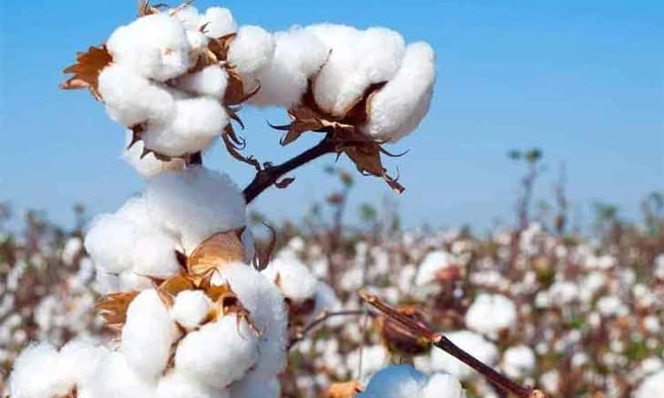 ಹತ್ತಿ ಬೆಳೆಗಾರರಿಗೆ ಬಂಪರ್‌ ಬೆಳೆ