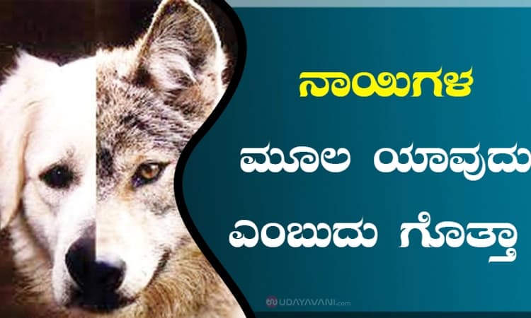ನಾಯಿಗಳ ಮೂಲ ಯಾವುದು ಎಂಬುದು ಗೊತ್ತಾ?