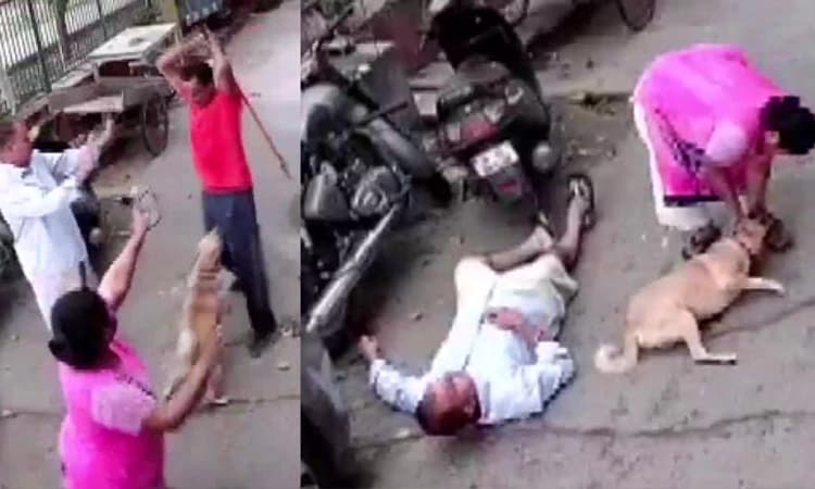 ಅಮಾನವೀಯ! ದೆಹಲಿಯಲ್ಲಿ ನಾಯಿ, ಮಾಲಕಿಗೆ ಕಬ್ಬಿಣದ ರಾಡ್‌ನಿಂದ ಥಳಿತ