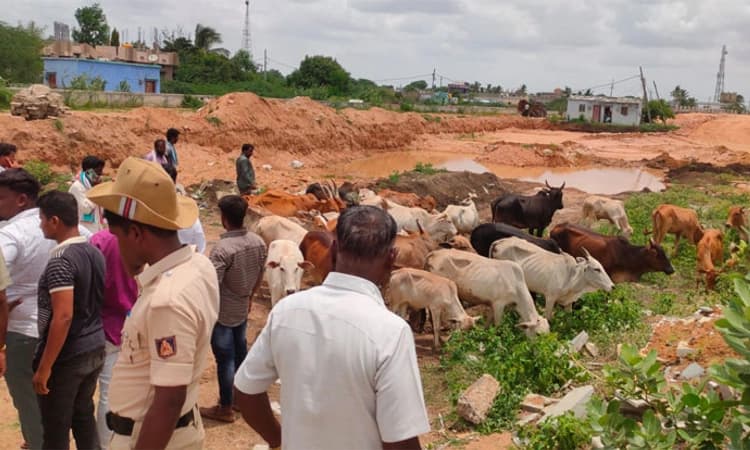 ವಾಡಿ: 33 ಗೋವುಗಳು ಪೊಲೀಸ್ ವಶಕ್ಕೆ ;ರೈತ ಮಹಿಳೆಯ ಕಣ್ಣೀರು