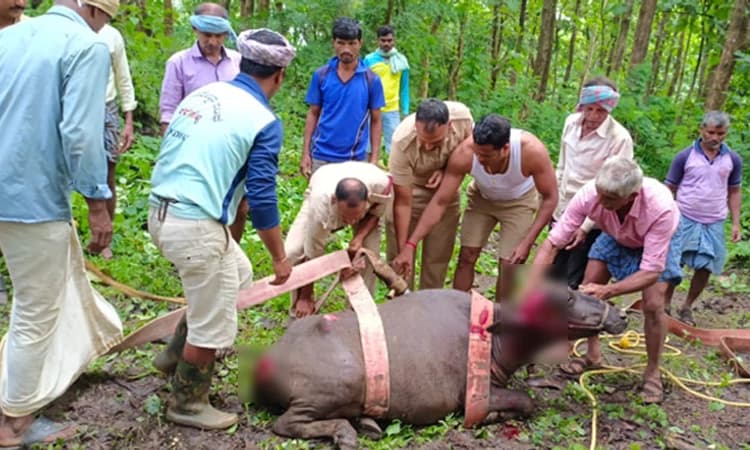 ಸೊರಬ: ಬಾವಿಗೆ ಬಿದ್ದ ಎಮ್ಮೆಯ ರಕ್ಷಣೆ