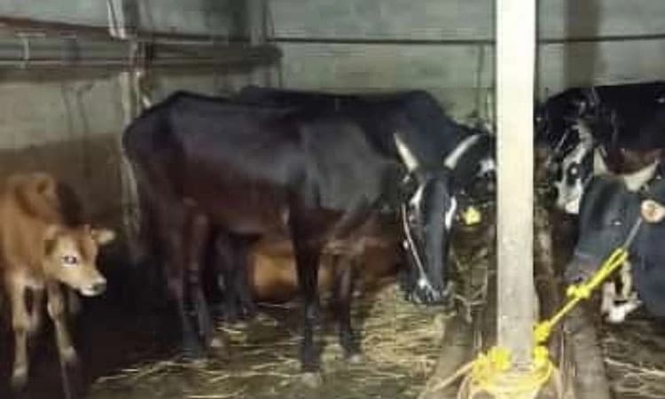 ಆಲೂರು: ಪೊಲೀಸರ ದಾಳಿ; ಶೆಡ್‌ ನಲ್ಲಿ ಅಕ್ರಮವಾಗಿ ಸಂಗ್ರಹಿಸಿಟ್ಟಿದ್ದ 25 ಜಾನುವಾರುಗಳ ರಕ್ಷಣೆ