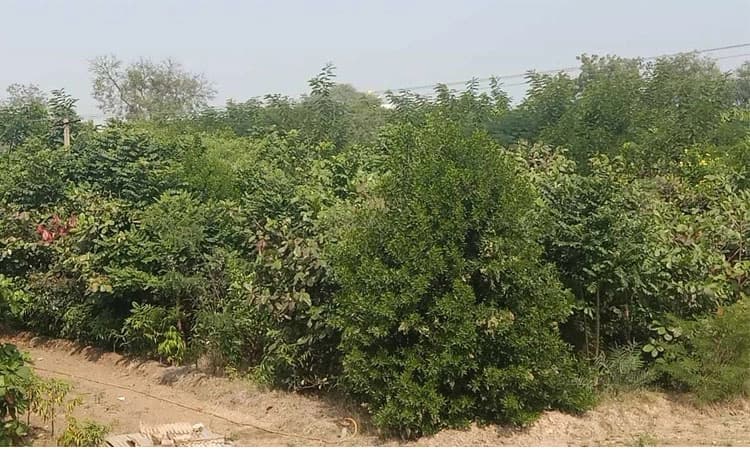 ಪೊಲೀಸ್‌ ಭವನದೆದುರು ನಳನಳಿಸುತ್ತಿದೆ ಹಸಿರು