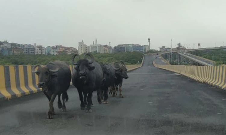 ಪಣಜಿ : ಅತ್ಯಂತ ಎತ್ತರದ ಸೇತುವೆಯ ಮೇಲೆ ಜಾನುವಾರುಗಳು!