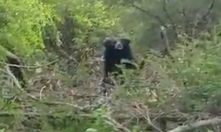 ಹಂಪಿ ಕನ್ನಡ ವಿವಿಯಲ್ಲಿ ಕರಡಿ ಪ್ರತ್ಯಕ್ಷ:ಆತಂಕ