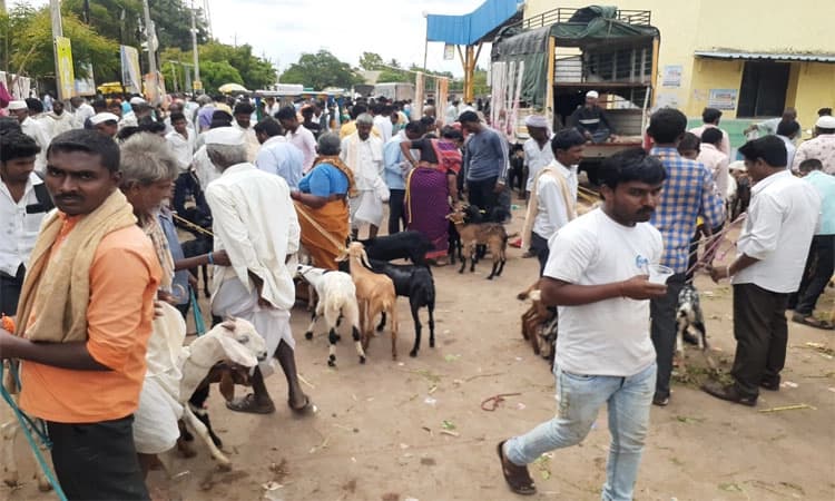 ಕುರಿ ಸಂತೆಯೋ? ರಾಯಬಾಗ ಬಸ್‌ ನಿಲ್ದಾಣವೋ?