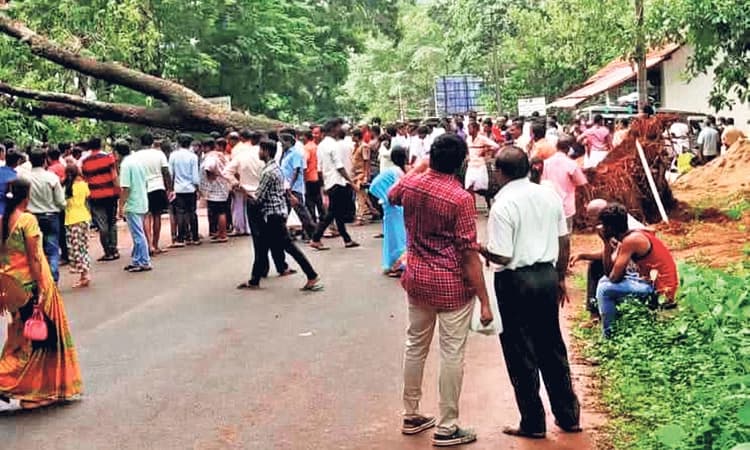 ಸುಬ್ರಹ್ಮಣ್ಯ: ರಸ್ತೆಗುರುಳಿದ ಬೃಹತ್‌ ಮರ; ಕಾರು ಚಾಲಕ ಪಾರು !