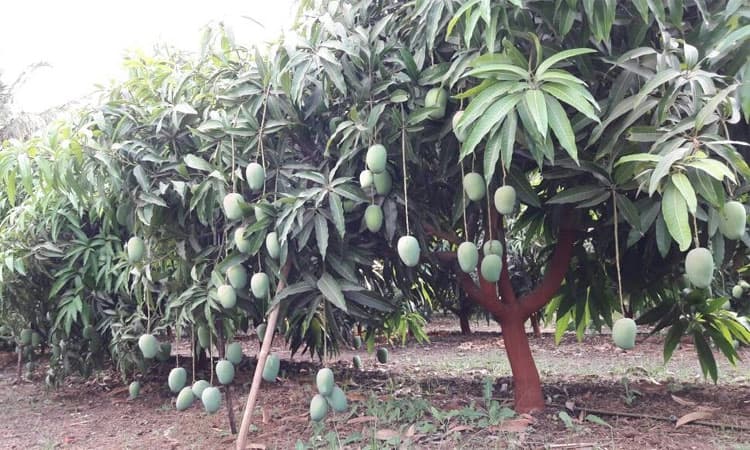 ಬಿಸಿಲ ನಾಡಲ್ಲಿ ವಿಸ್ತರಿಸಿದ ಮಾವು ಕ್ಷೇತ್ರ