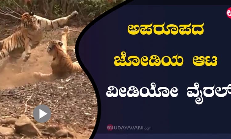 ಅಪರೂಪದ ಜೋಡಿಯ ಆಟ ವೀಡಿಯೋ ವೈರಲ್‌
