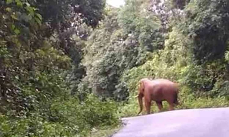 ಆಗುಂಬೆಯಲ್ಲಿ ಮುಗಿಯದ ಕಾಡಾನೆ ಕಾಟ!