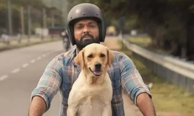 ಬಾಕ್ಸ್‌ ಆಫೀಸ್‌ ನಲ್ಲಿ ʼ777 ಚಾರ್ಲಿʼ ಕಮಾಲ್‌: ಮೂರು ದಿನದಲ್ಲಿ ಚಿತ್ರ ಗಳಿಸಿದ್ದೆಷ್ಟು?