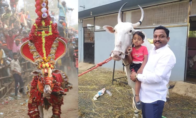 ದಾಖಲೆಯ 18 ಲಕ್ಷ ರೂ.ಗೆ ಚಾಮುಂಡಿ ಎಕ್ಸ್‌ಪ್ರೆಸ್ ಹೋರಿ ಖರೀದಿಸಿದ ಪ್ರಸನ್ನ ಕುಮಾರ್ ಸಮನವಳ್ಳಿ