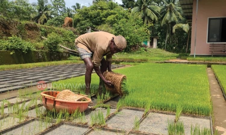 ಕೃಷಿ ಚಟುವಟಿಕೆ: ಸುಮಾರು 250 ಎಕ್ರೆಗೂ ಅಧಿಕ ಕೃಷಿಭೂಮಿಯಲ್ಲಿ ಚಾಪೆ ನೇಜಿಗೆ ಸಕಲ ಸಿದ್ದತೆ
