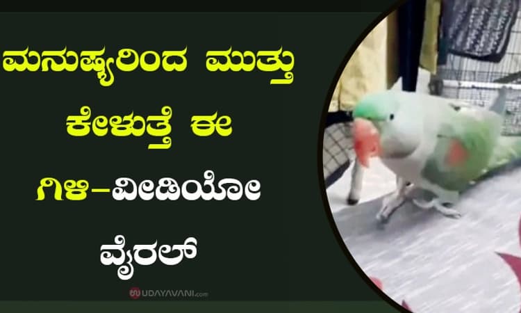 ಮನುಷ್ಯರಿಂದ ಮುತ್ತು ಕೇಳುತ್ತೆ ಈ ಗಿಳಿ-ವೀಡಿಯೋ ವೈರಲ್‌