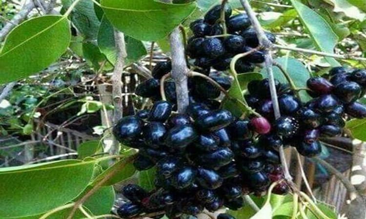 ನೇರಳೆಹಣ್ಣು ದುಬಾರಿ: ವ್ಯಾಪಾರ ಭರ್ಜರಿ; ಔಷಧೀಯ ಗುಣವುಳ್ಳ ನೇರಳೆ ಹಣ್ಣಿಗೆ ಬಹುಬೇಡಿಕೆ