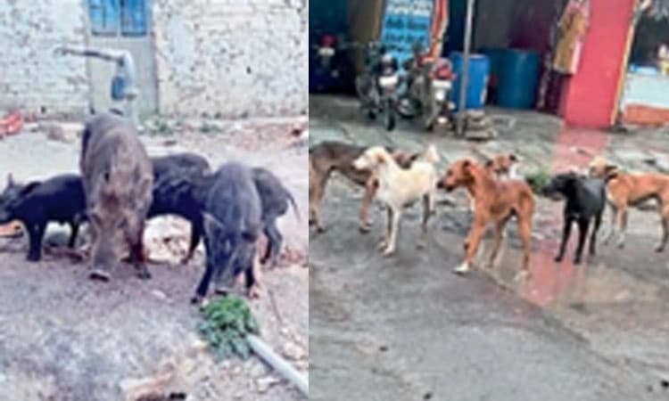 ಶಹಾಬಾದನಲ್ಲಿ ಹಂದಿ-ಬೀದಿ ನಾಯಿಗಳದ್ದೇ ಕಾಟ