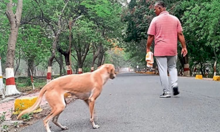 ಬೀದಿಗೆ ಬಂದರೆ ಕಚ್ಚುವ ನಾಯಿಗಳಿವೆ ಹುಷಾರ್‌!