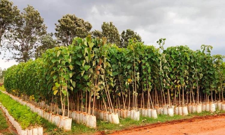 13 ಲಕ್ಷ ಗಿಡ ಬೆಳೆಸಿದ ಸಾಮಾಜಿಕ ಅರಣ್ಯ ಇಲಾಖೆ