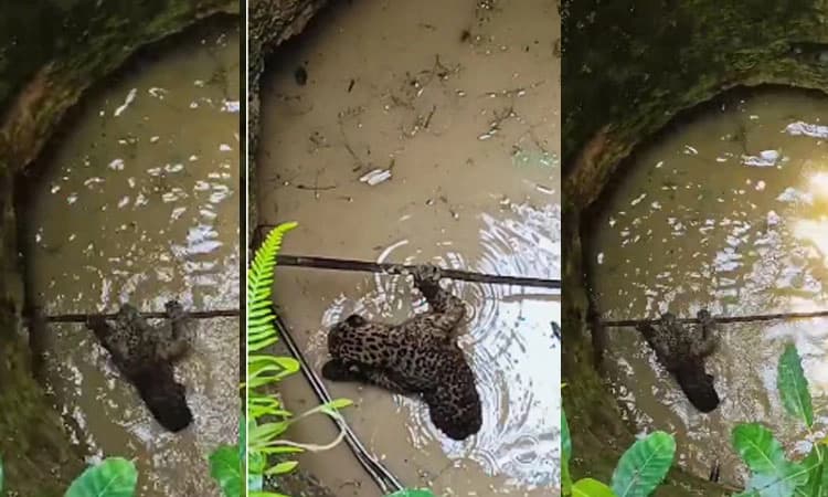 ಬೆಳ್ತಂಗಡಿ: ಬಾವಿಗೆ ಬಿದ್ದ ಚಿರತೆ ರಕ್ಷಣೆ