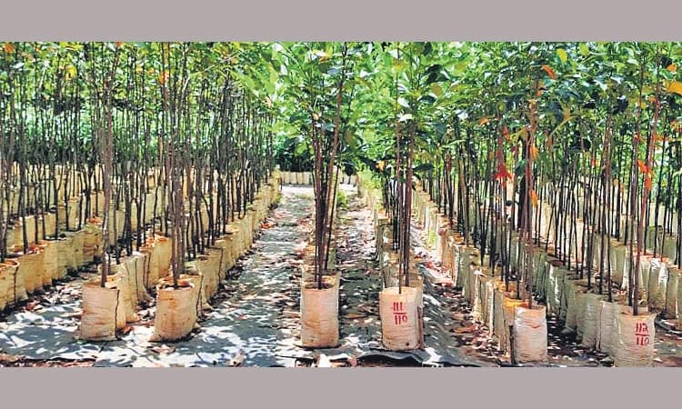 ಜನೋಪಯೋಗಿ ಸಸಿ ವಿತರಣೆ: ಅರಣ್ಯ, ತೋಟಗಾರಿಕೆ ಇಲಾಖೆ ಸಿದ್ಧತೆ