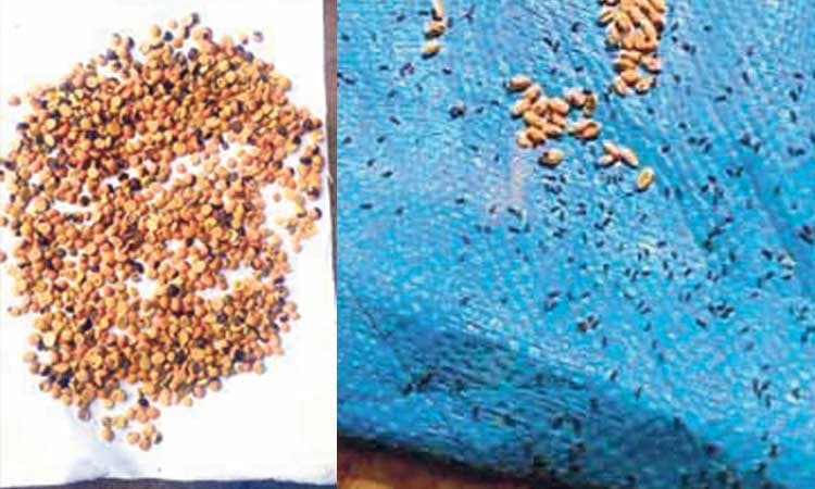 ಬಿಸಿಯೂಟಕ್ಕೆ ಹಳೆ ದಾಸ್ತಾನು ಬಳಕೆ: ಅಕ್ಕಿ ,ಬೇಳೆಗಳಲ್ಲಿ ಹುಳುಹುಪ್ಪಟೆ! 