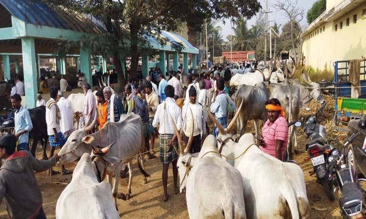 ಎತ್ತುಗಳ ಖರೀದಿ ಬಲು ಜೋರು