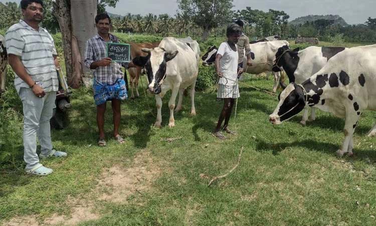 ರಿಯಾಯಿತಿಯಲ್ಲಿ ರಾಸುಗಳಿಗೆ ಜೀವ ವಿಮೆ