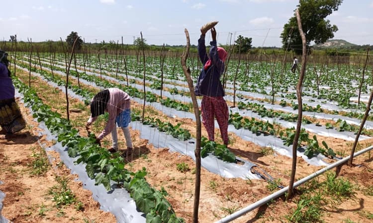 ಅನ್ನದಾತನ ಕೈಹಿಡಿದ ಮಿಡಿ ಸೌತೆಕಾಯಿ ಬೆಳೆ