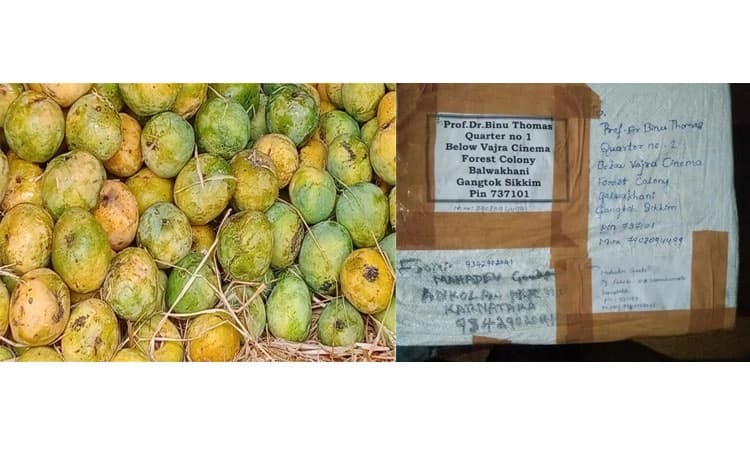 ಉತ್ತರ ಕನ್ನಡದ ಅಂಕೋಲಾಕ್ಕೂ ಸಿಕ್ಕಿಂ ರಾಜ್ಯಕ್ಕೂ ಸಂಪರ್ಕ ಸೇತುವೆಯಾದ ಕರಿಈಸಾಡು ಮಾವು