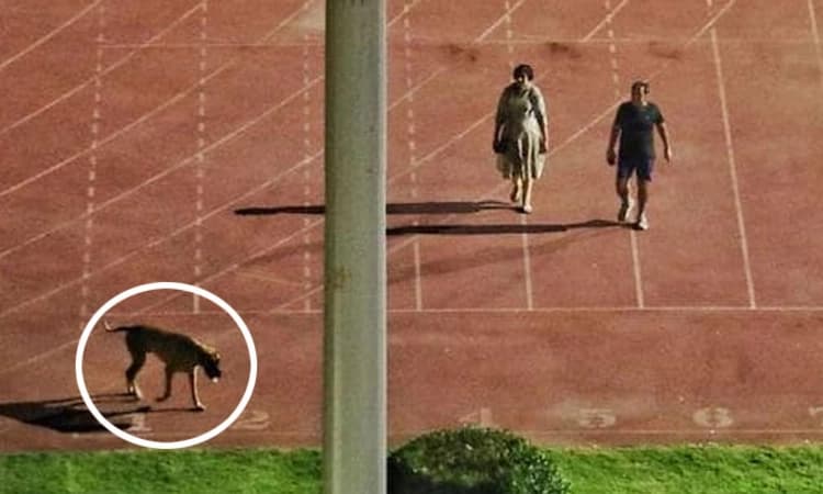 ಸ್ಟೇಡಿಯಂನಲ್ಲಿ ನಾಯಿಯೊಂದಿಗೆ ವಾಕಿಂಗ್ ಮಾಡಿದ ದೆಹಲಿ ಅಧಿಕಾರಿ ಲಡಾಖ್ ಗೆ ವರ್ಗಾವಣೆ