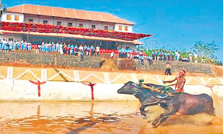 ಪಿಲಿಕುಳದಲ್ಲಿ ಕಂಬಳ ಪ್ರದರ್ಶನ: ಕ್ರೀಡಾ ಇಲಾಖೆ ಒಲವು