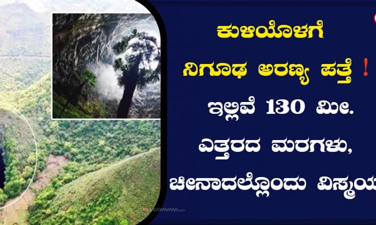 ಕುಳಿಯೊಳಗೆ ನಿಗೂಢ ಅರಣ್ಯ ಪತ್ತೆ! ಇಲ್ಲಿವೆ 130 ಮೀ. ಎತ್ತರದ ಮರಗಳು, ಚೀನಾದಲ್ಲೊಂದು ವಿಸ್ಮಯ