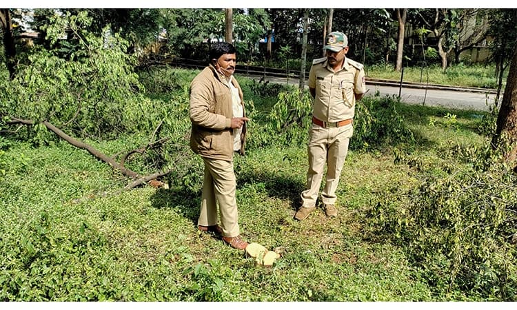ಪ್ರವಾಸಿ ಮಂದಿರದ ಆವರಣದಲ್ಲಿ ಶ್ರೀಗಂಧಮರ ಕಳವು