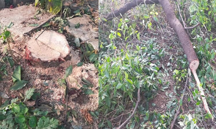 ಲಕ್ಷಾಂತರ ರೂ. ಮೌಲ್ಯದ ಶ್ರೀಗಂಧ ಮರ ಕಳವು