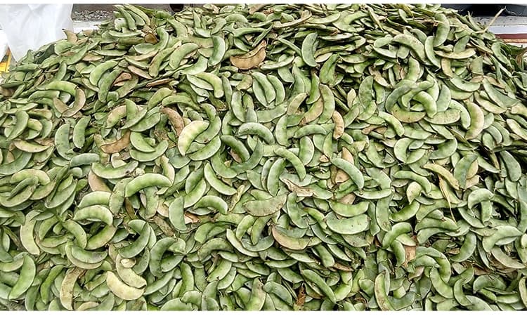 ಮಾರುಕಟ್ಟೆಯಲ್ಲಿ ಕಾಣುತ್ತಿಲ್ಲಅವರೆಕಾಯಿ