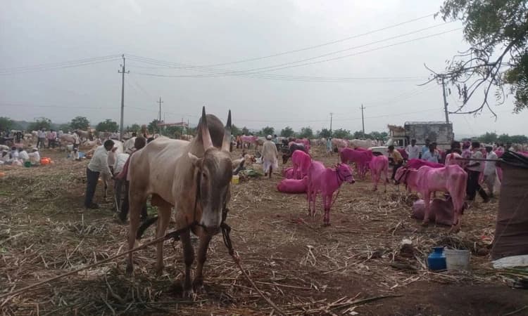 ಹೊರ್ತಿಯಲ್ಲಿ ಗಮನ ಸೆಳೆದ ಜಾನುವಾರು ಜಾತ್ರೆ