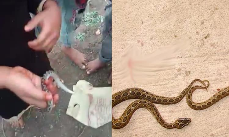 ರಸ್ಸೆಲ್ ವೈಫರ್ – ಹಾವಿನ ಮರಿಗಳ ರಕ್ಷಣೆ