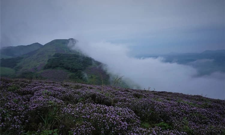 ಬಿಳಿಗಿರಿರಂಗನಾಥ ಅರಣ್ಯದಲ್ಲಿ ನೀಲ ಕುರಂಜಿ ಹೂವುಗಳ ಸೊಬಗು