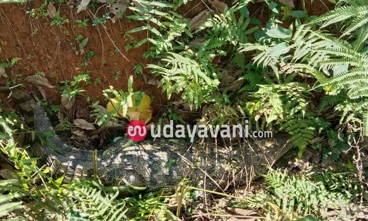 ಕಾನರ್ಪ ಕುದೂರು ಸಮೀಪ ಮೊಸಳೆ ಪ್ರತ್ಯಕ್ಷ