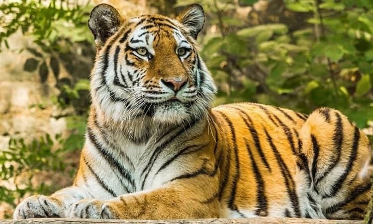 ಗೋವಾ : ಕ್ಯಾಮರಾದಲ್ಲಿ ಗೋಚರಿಸಿದ ಮೂರು ಪಟ್ಟೆ ಹುಲಿಗಳು