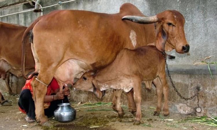 “ಹಸುಗಳು ಹಾಲು ಕೊಡುತ್ತಿಲ್ಲ, ನೀವೇ ಬುದ್ದಿ ಹೇಳಿ”; ಪೊಲೀಸ್ ಠಾಣೆ ಮೆಟ್ಟಿಲೇರಿದ ರೈತ!