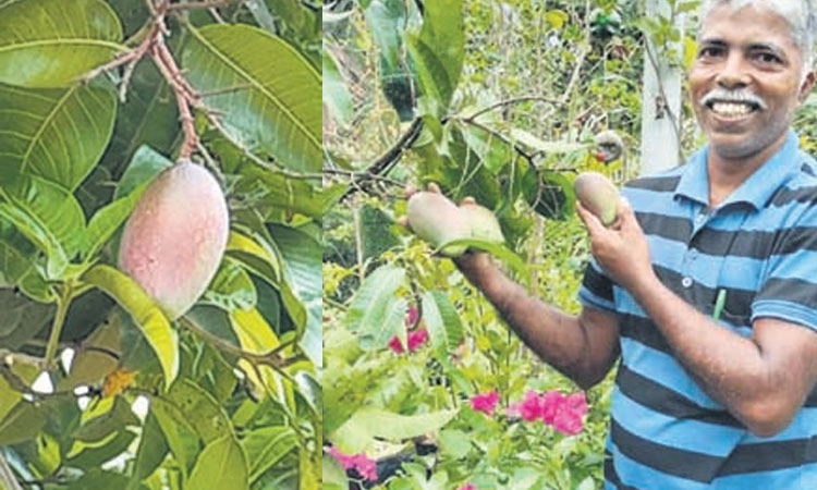 Miyazaki mango: ಶಂಕರಪುರದಲ್ಲಿ ವಿಶ್ವದ ದುಬಾರಿ ಮಾವಿನಹಣ್ಣು! 