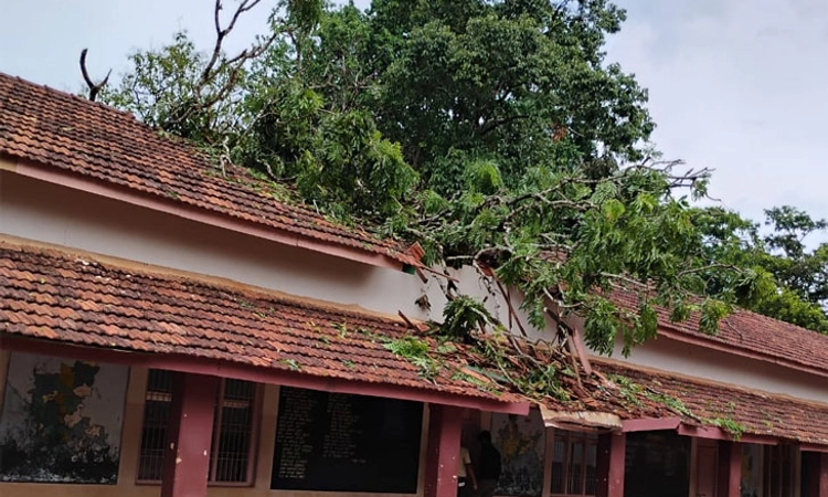 Yellapur; ಶಾಲೆಯ ಮೇಲೆ ಬಿದ್ದ ಬೃಹತ್ ಮರ